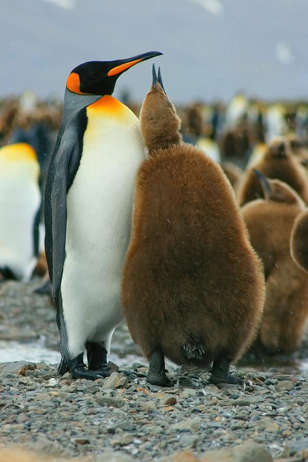 King Penguin Feeding Chick Photograph by Amanda Stadther