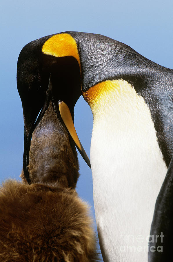 Penguin Photograph - King Penguin Feeding Chick by Art Wolfe