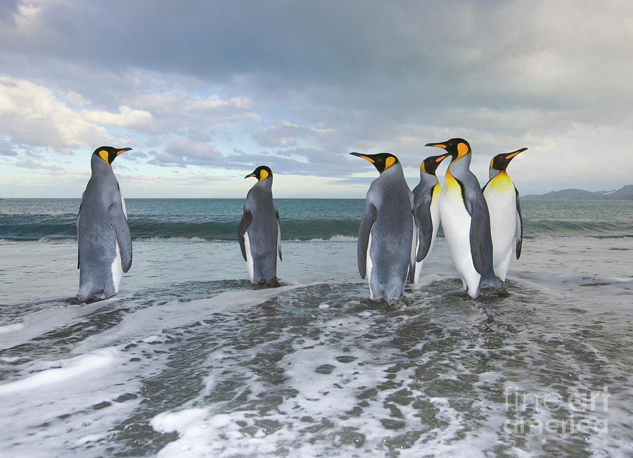 King Penguin In The Surf Photograph by Yva Momatiuk John Eastcott