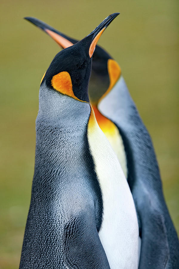 Penguin Photograph - King Penguin by Joan Gil Raga