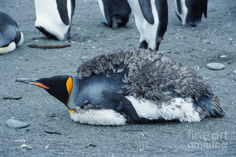 King Penguin Molting Photograph by Gregory G. Dimijian