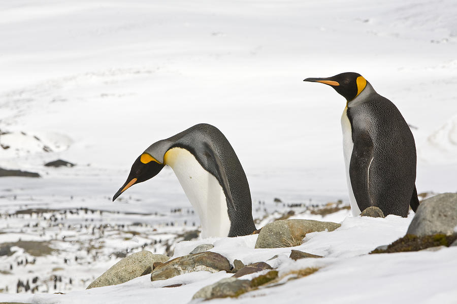 King Penguin Pair On Snowy Slope St Photograph by Dickie Duckett