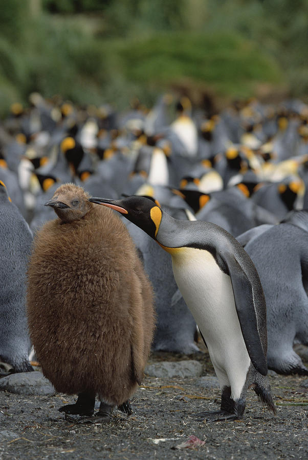 King Penguin Parent Grooming Chick Photograph by Konrad Wothe