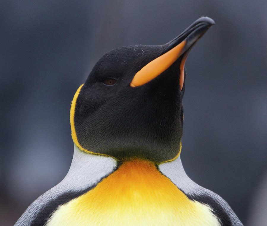 King Penguin Portrait Photograph by Richard Mcmanus