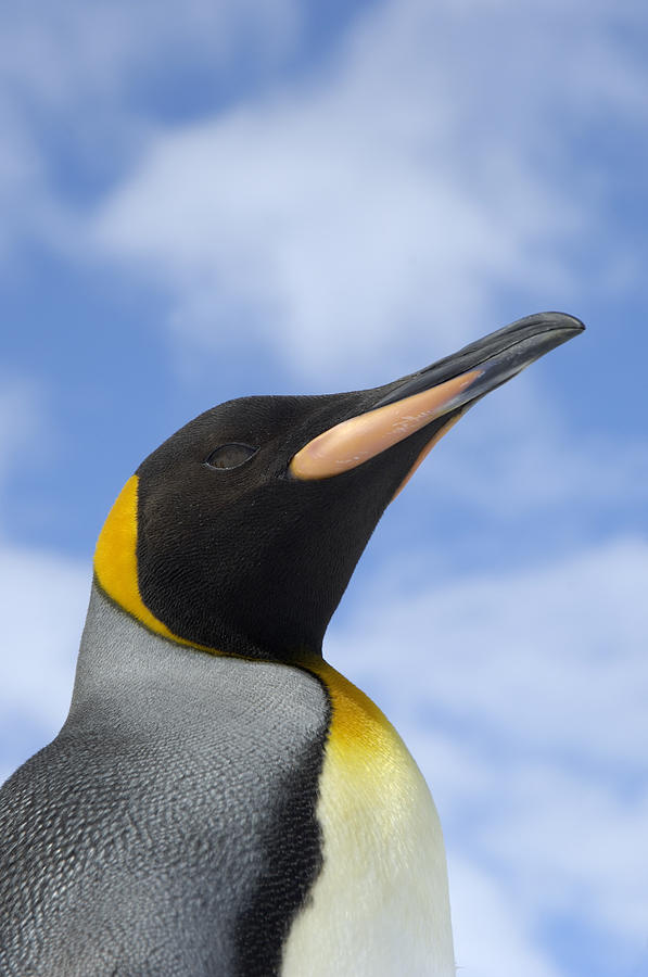 King Penguin Portrait St Andrews Bay Photograph by Malcolm Schuyl