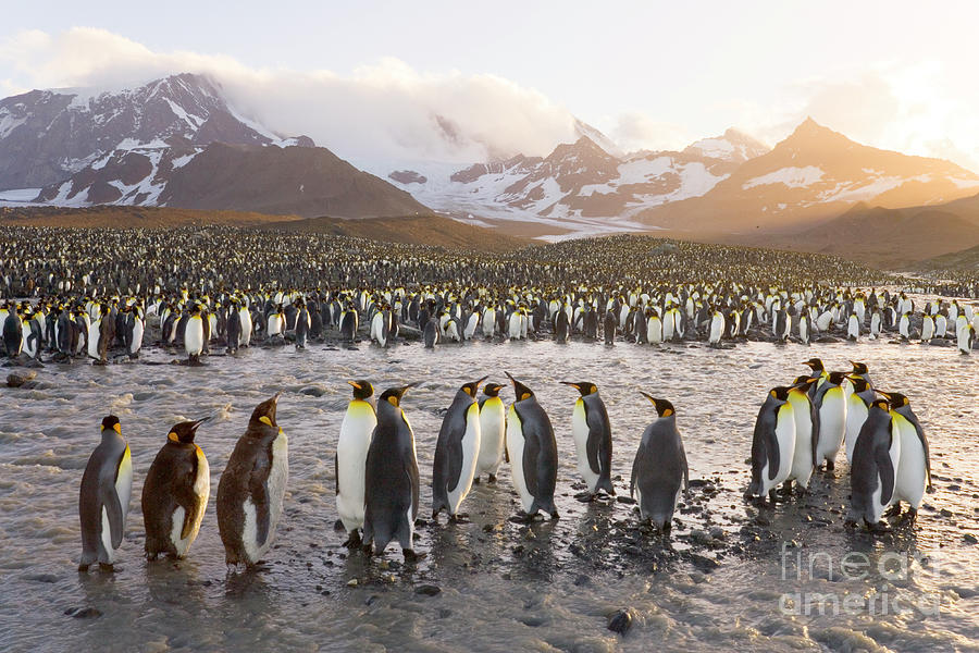 King Penguin Rookery  Photograph by Yva Momatiuk John Eastcott