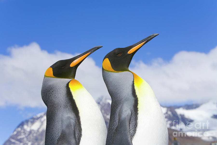 King Penguin Duo Photograph by Yva Momatiuk John Eastcott