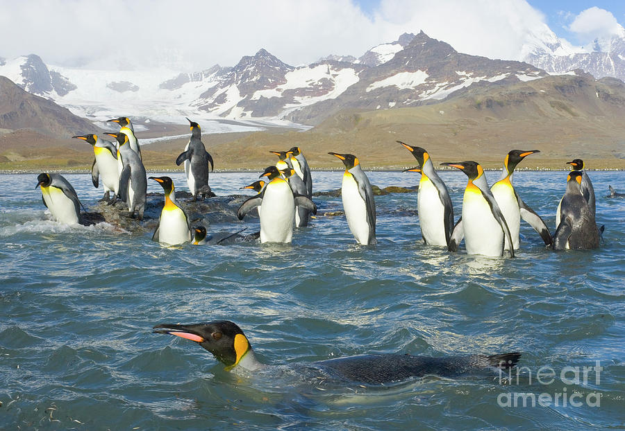 King Penguins Swimming St Andrews Bay Photograph by Yva Momatiuk John Eastcott
