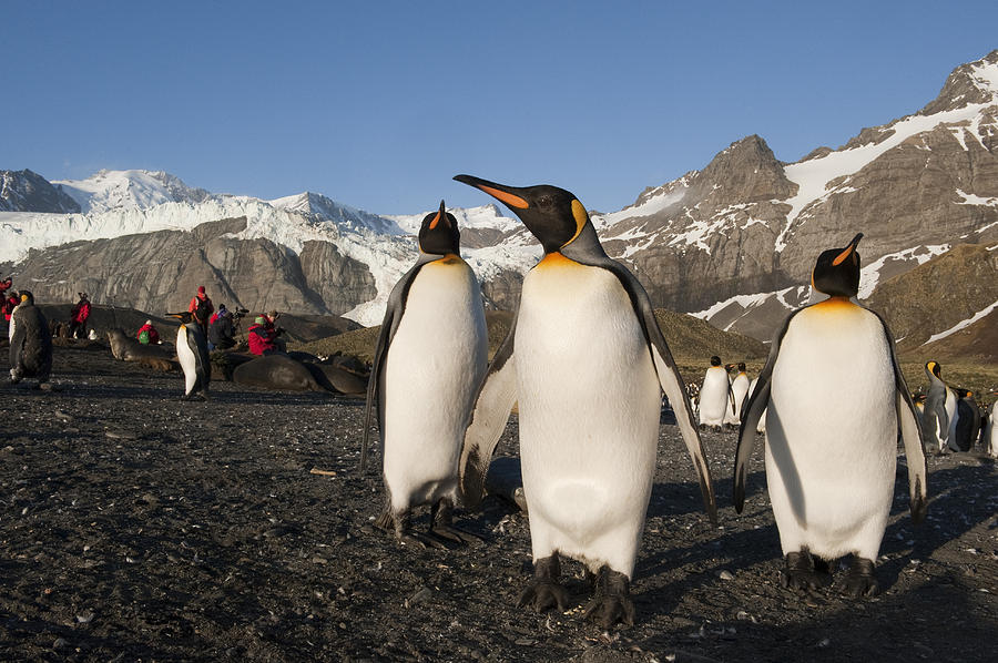 King Penguin Trio And Tourists South Photograph by Flip Nicklin