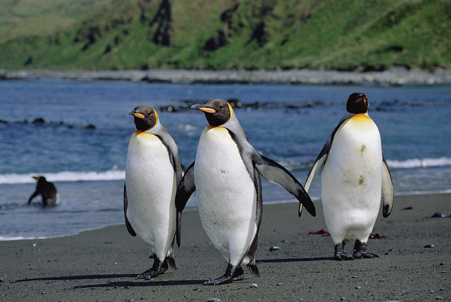 King Penguin Trio On Shoreline Photograph by Konrad Wothe