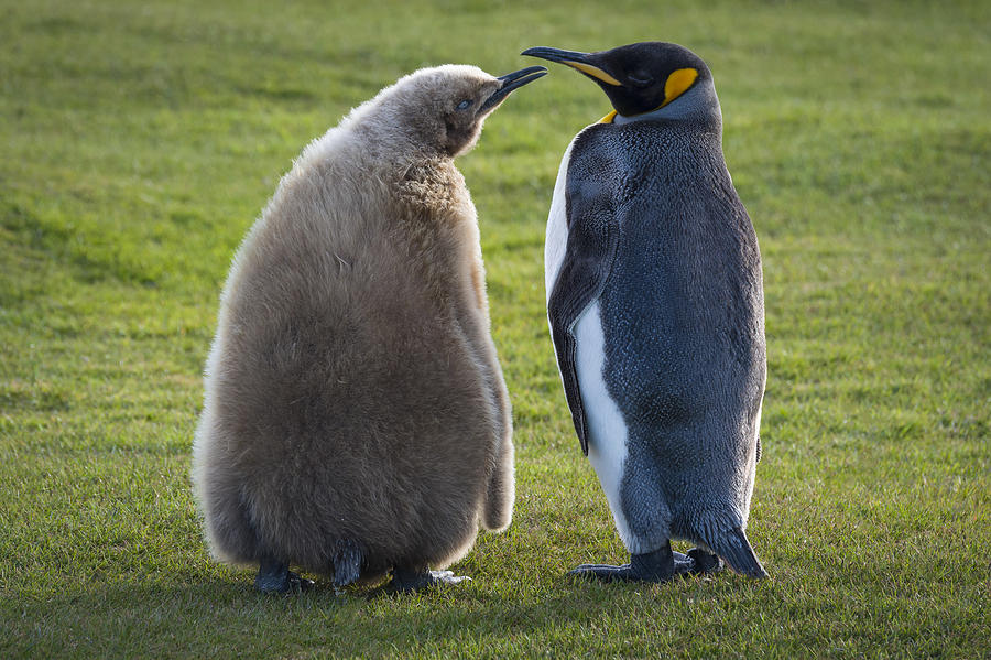 King Penguin With Chick, Begging Photograph by John Shaw | Fine Art America