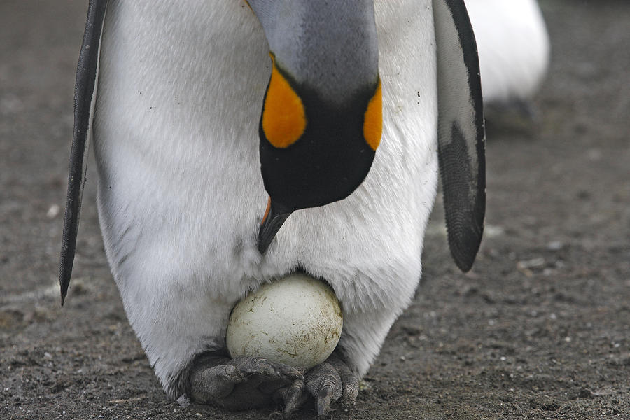 Emperor Penguins Egg
