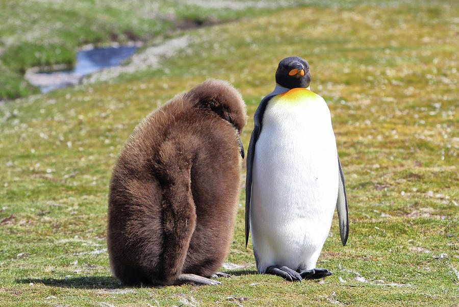 King Penguins - Adult And Chick Photograph by Larigan - Patricia Hamilton