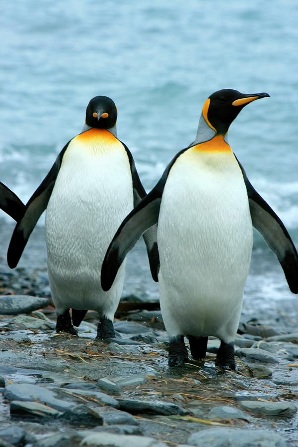 King Penguins Photograph by Amanda Stadther