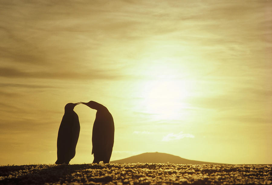 King Penguins And Rsunset Falklands Photograph by Tui De Roy