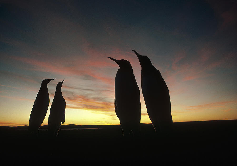 King Penguins And Sunset Falklands Photograph by Tui De Roy