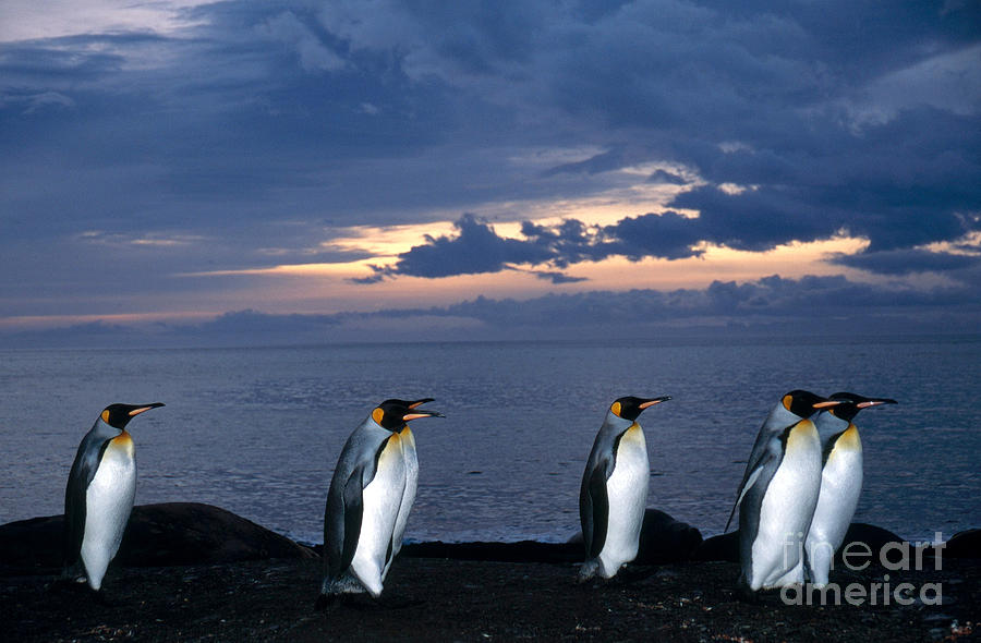 King Penguins Aptenodytes Patagonicus Photograph by Gregory G. Dimijian, M.D.