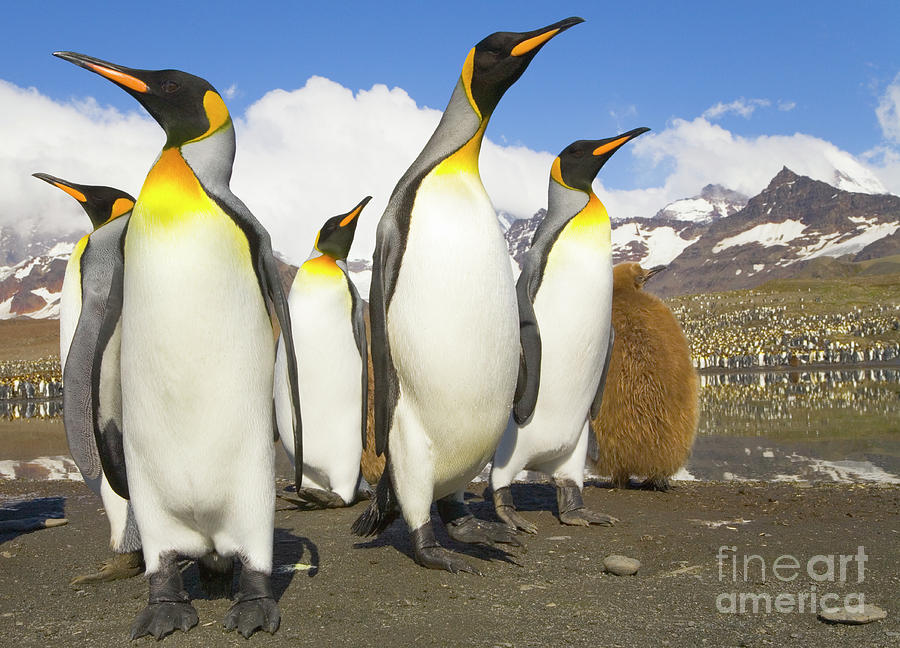 King Penguins At St Andrews Bay Photograph by Yva Momatiuk and John Eastcott