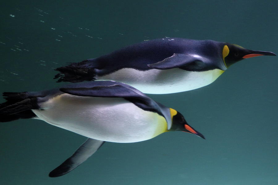King Penguins Australia Photograph by Tim Phillips Photos