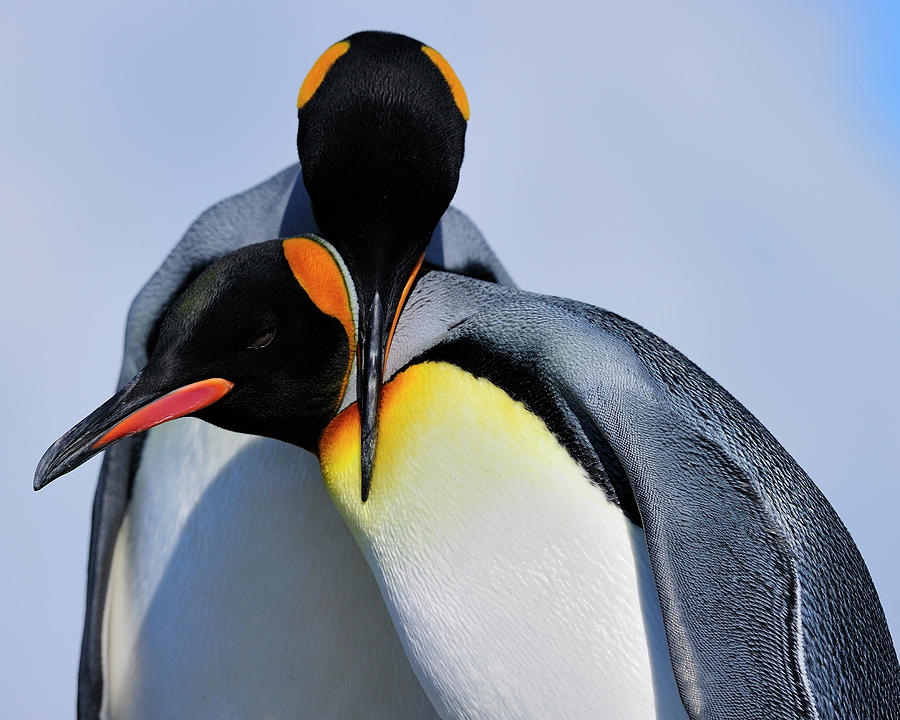 Penguin Photograph - King Penguins Bonding by Tony Beck