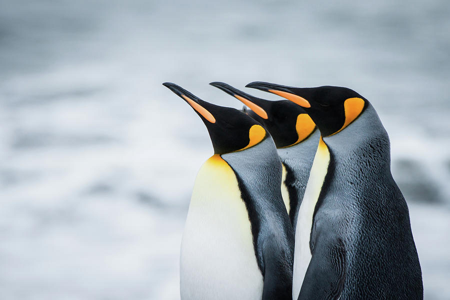 King Penguins Photograph by Cedric Favero