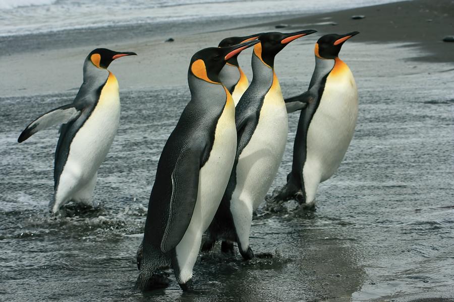 King Penguins Coming Ashore Photograph by Amanda Stadther