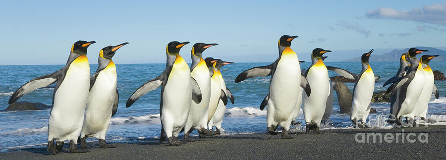 King Penguins Coming Ashore Gold Harbour Photograph by Yva Momatiuk John Eastcott