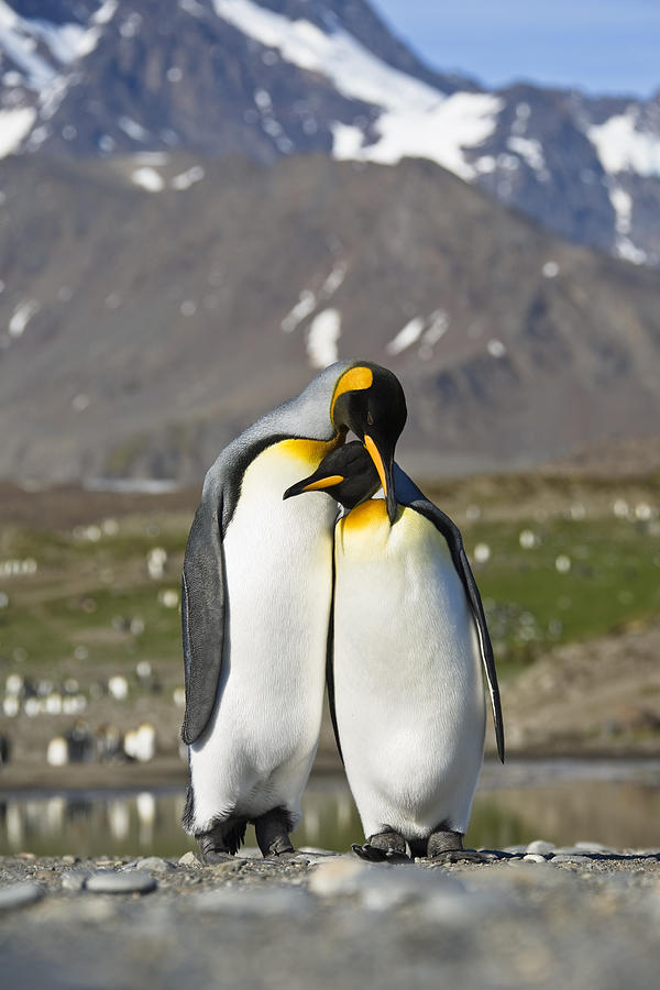 King Penguins Courting St Andrews Bay Photograph by Konrad Wothe