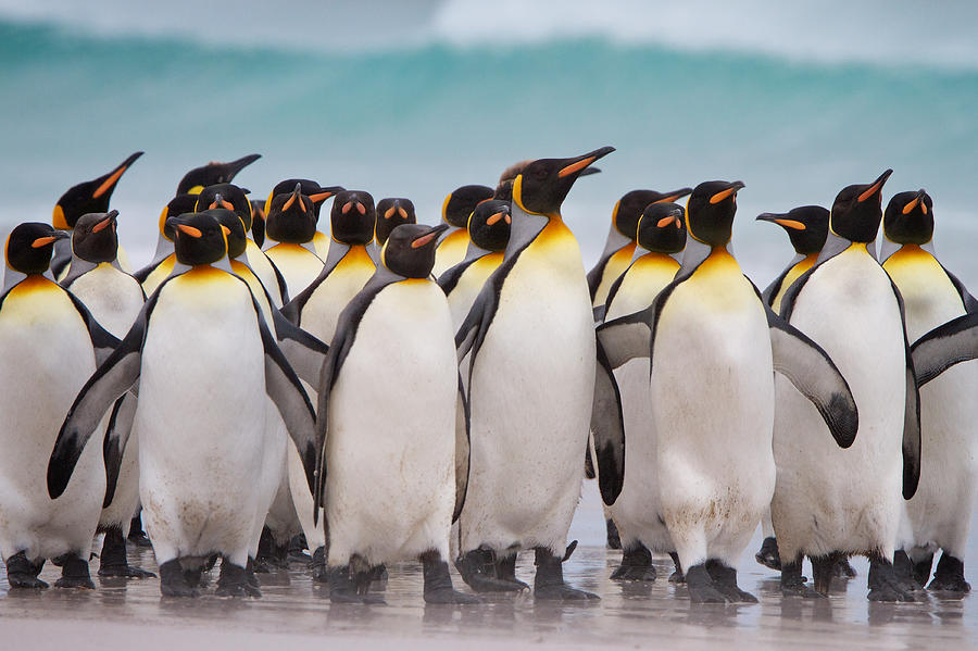 King Penguins Photograph by David Beebe