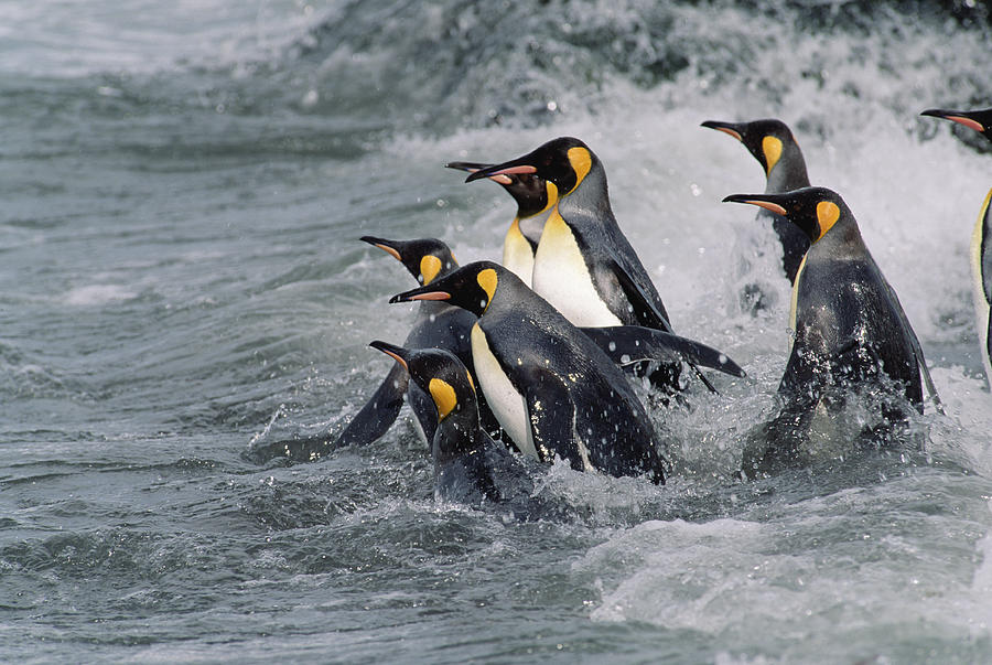 King Penguins Entering Water South Photograph by Konrad Wothe