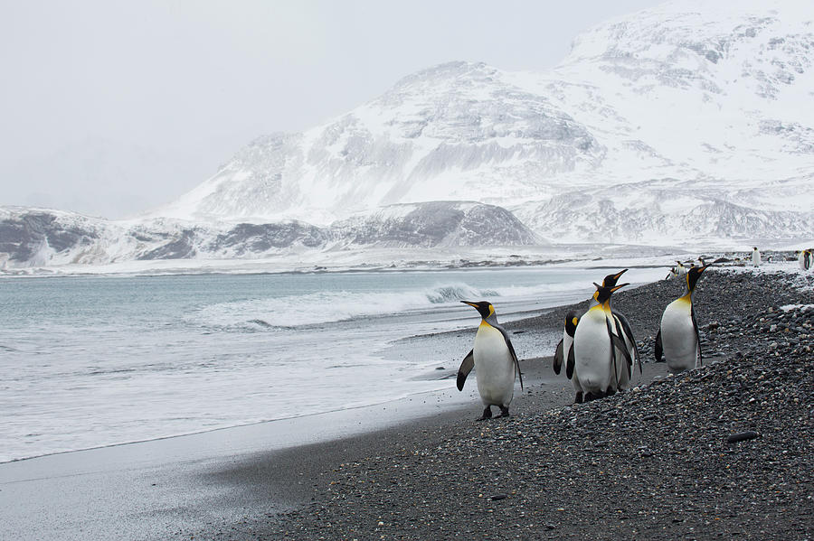 King Penguins In Landscape Salisbury Photograph by Darrell Gulin