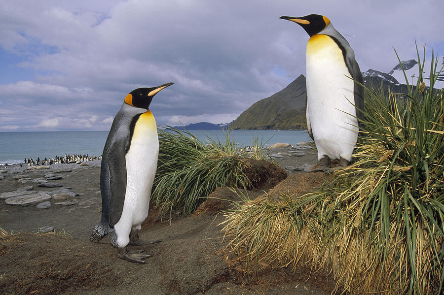 Animal Photograph - King Penguins In Tussock Grass Gold by Tui De Roy