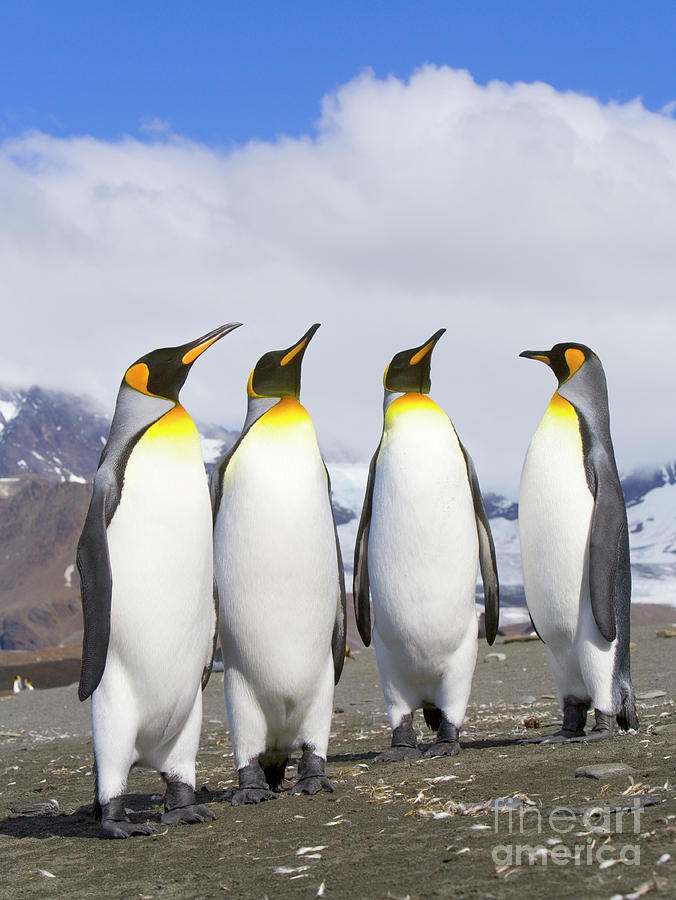 King Penguins St Andrews Bay Photograph by Yva Momatiuk John Eastcott