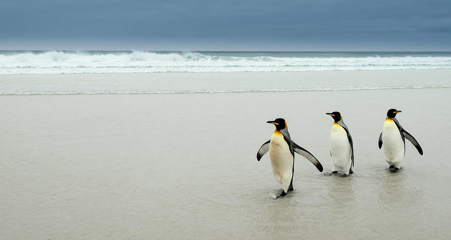 King Penguins Photograph by Michael Leggero