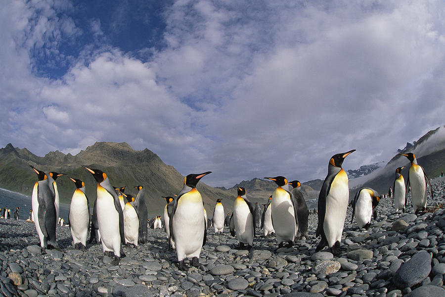 King Penguins On Rocky Beach South Photograph by Colin Monteath