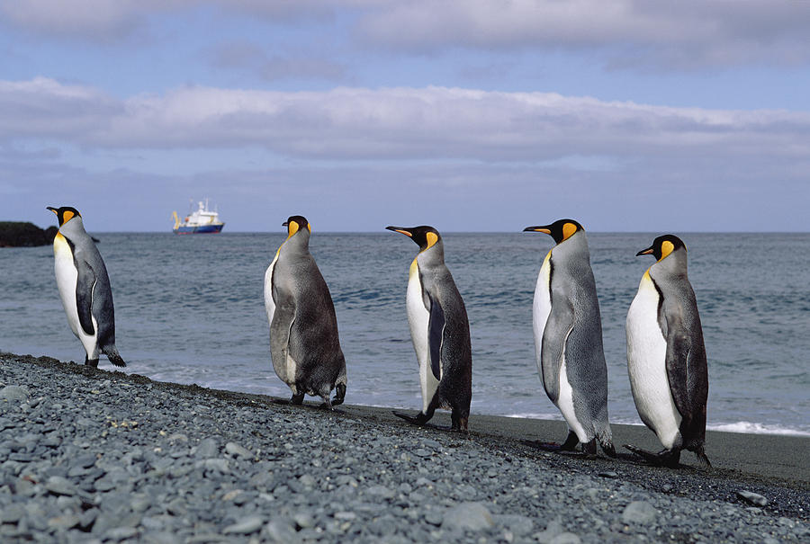 King Penguins On Rocky Shoreline Photograph by Konrad Wothe