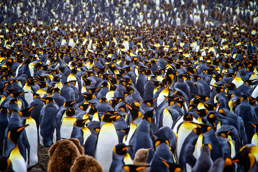 King Penguins Photograph by Randy Green