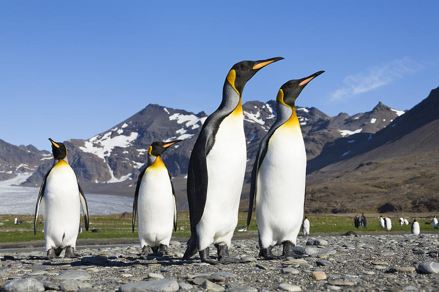 King Penguins St Andrews Bay South Photograph by Konrad Wothe