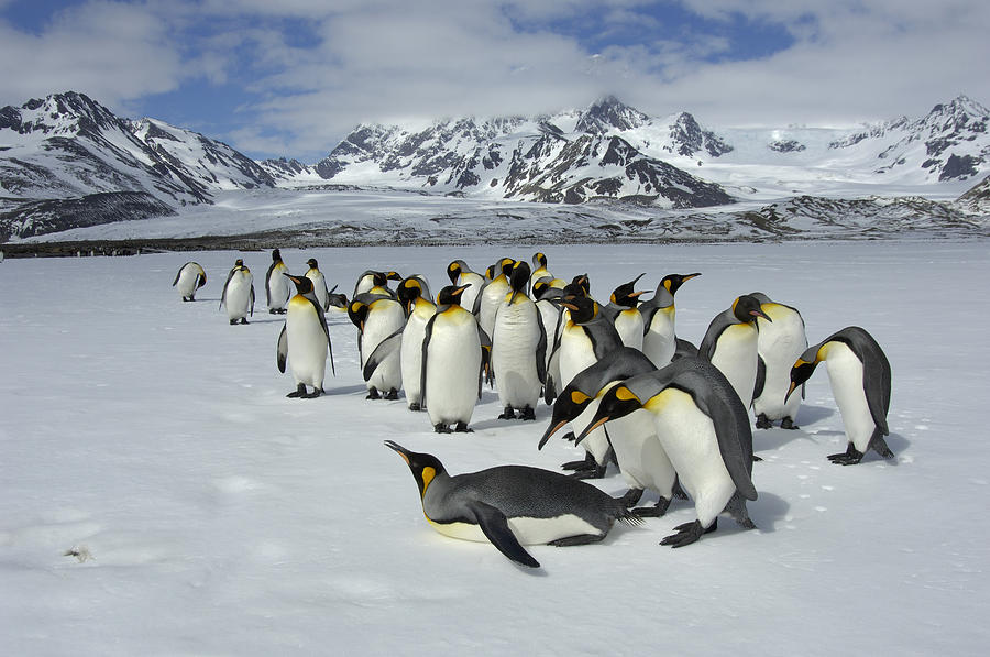King Penguins St Andrews Bay South Photograph by Malcolm Schuyl