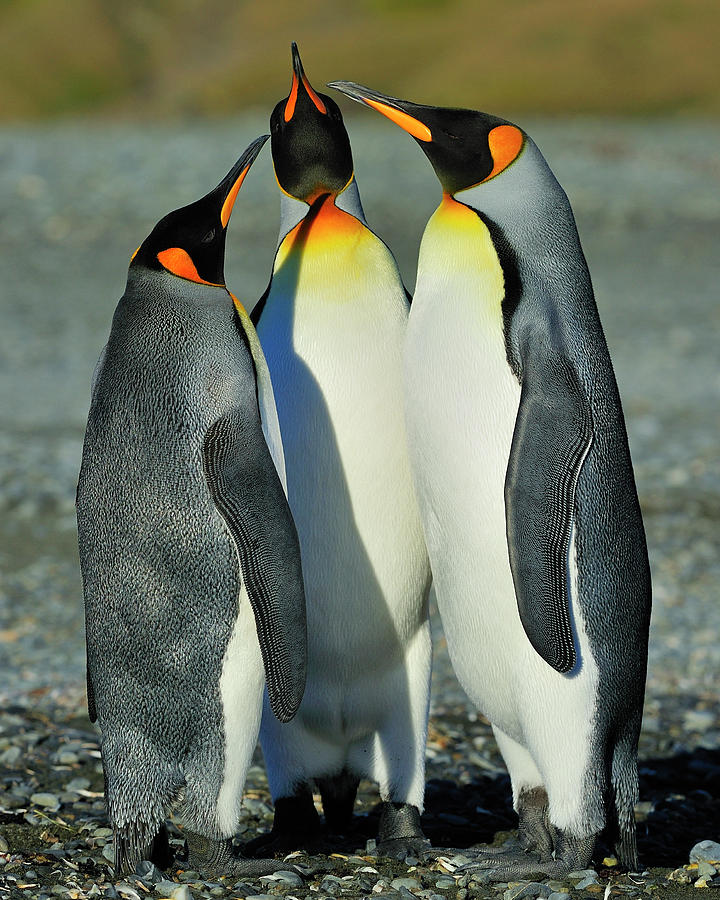 Penguin Photograph - King Penguins standoff by Tony Beck