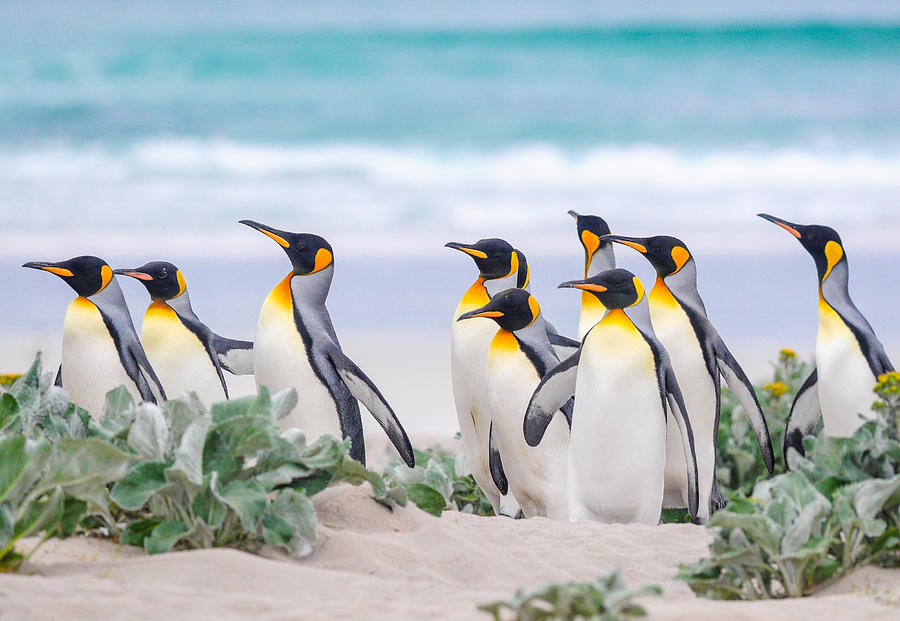King Penguins, Volunteer Point, Falklands Islands. Photograph by WWW.Paulgracephotography.co.uk