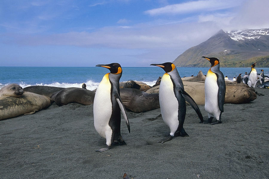 Penguin Photograph - King Penguins Walk Among Elephant Seals by Tom Soucek
