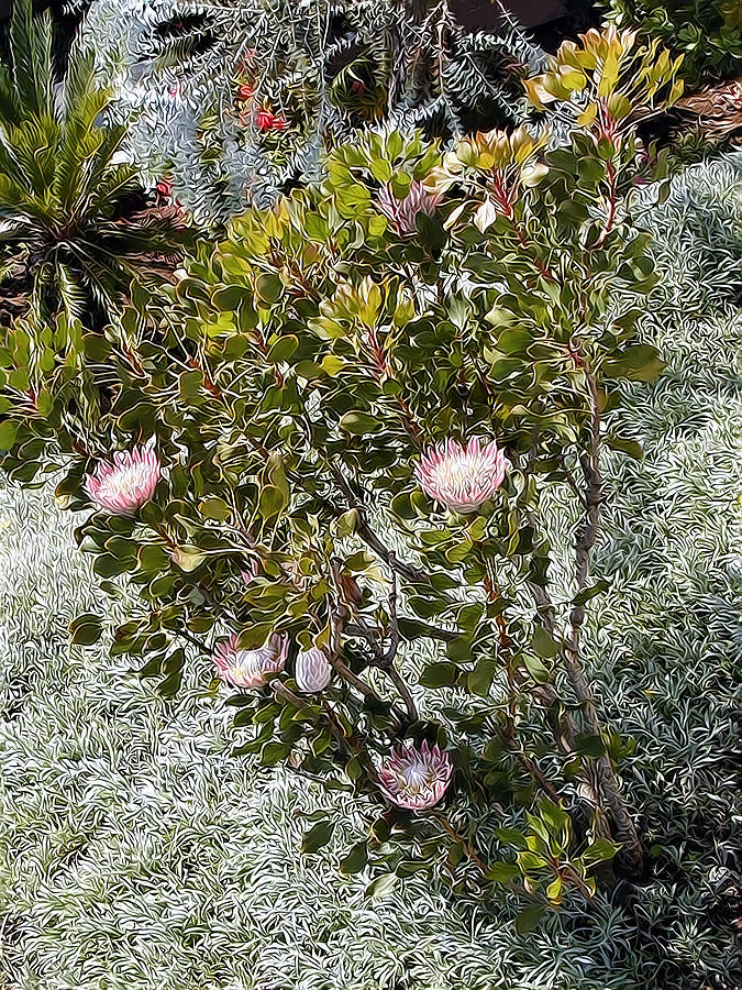 King Protea Bush 1 Photograph by Dawn Eshelman - Pixels