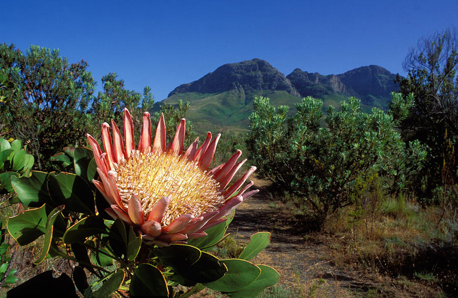 King Protea Flower Photograph by Nigel Dennis