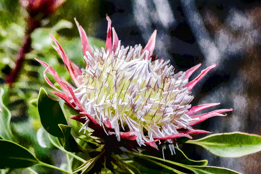 King Protea Digital Art by Photographic Art by Russel Ray Photos