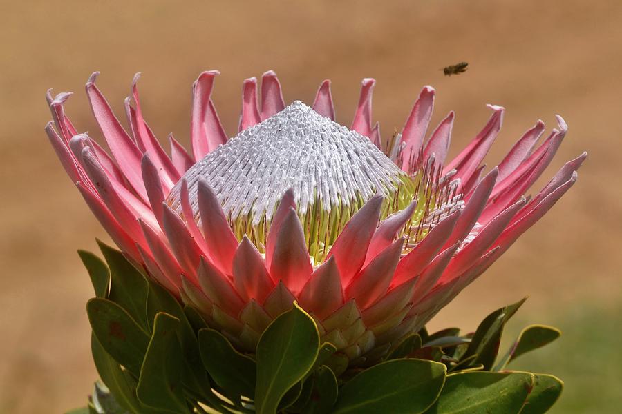 King protea Photograph by Werner Lehmann - Fine Art America