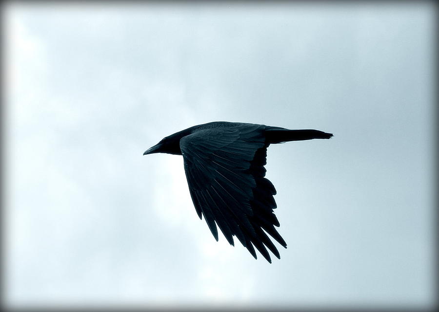 King Raven Flies Photograph by Lisa Holland-Gillem