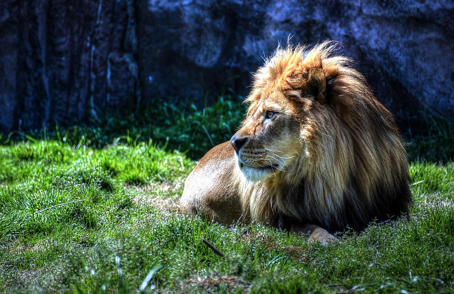 King resting Photograph by Ronda Ryan