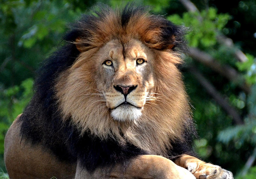 King lion Photograph by Ronda Ryan