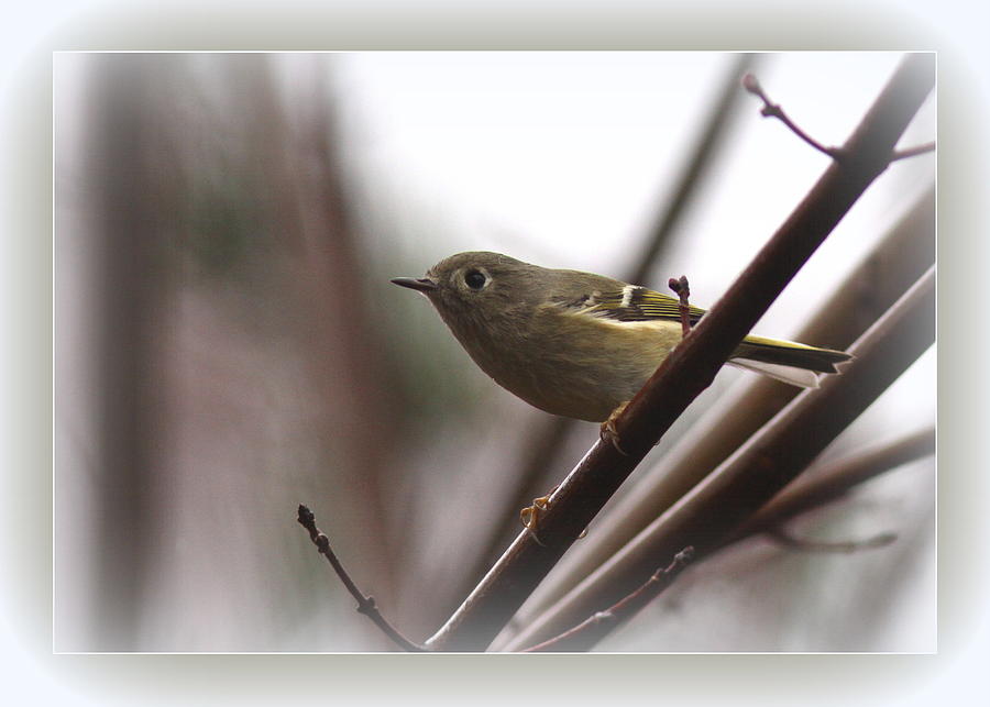 Nature Photograph - King - Ruby Crowned Kinglet - Bird by Travis Truelove